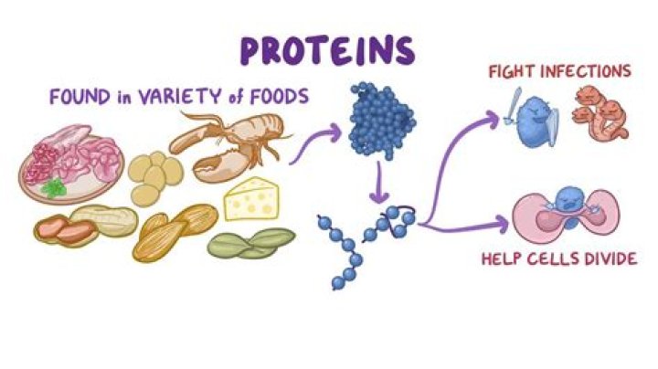 Does protein have carbs