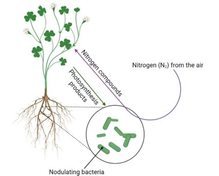 Does Red Clover fix nitrogen