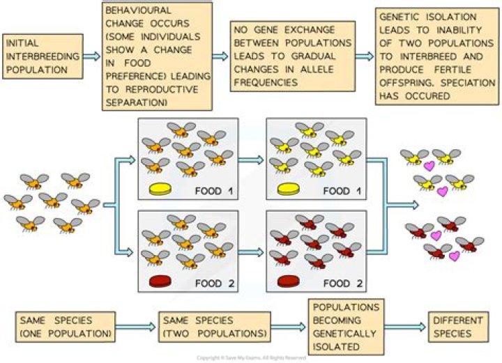 Does reproductive isolation lead to speciation
