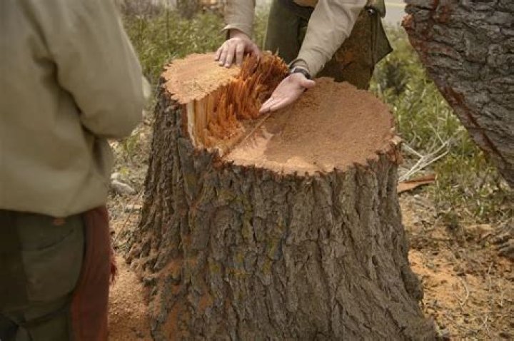 Does Roundup kill tree stumps
