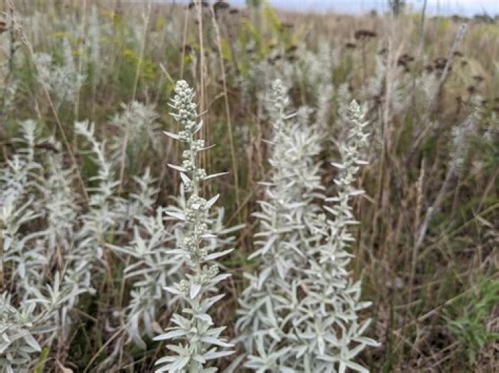 Does Russian sage smell
