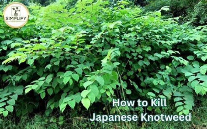 Does salt kill knotweed