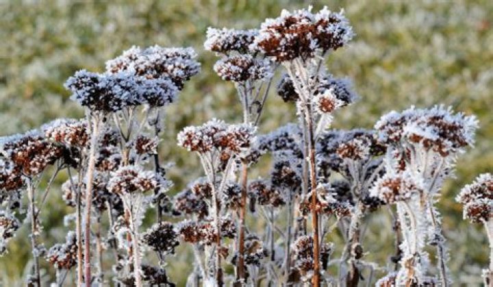 Does sedum die back in winter
