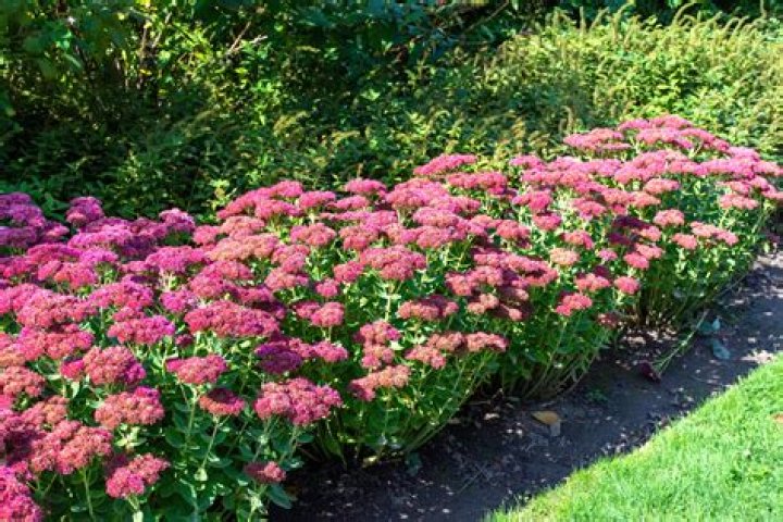 Does sedum dry well