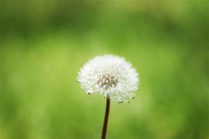 Does spectracide have glyphosate
