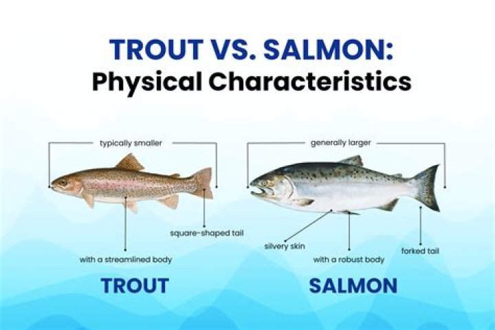 Does steelhead fish and trout taste the same
