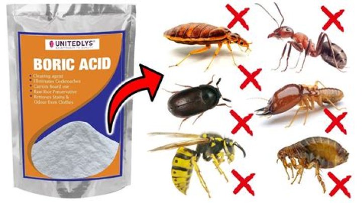 Does sugar water kill wasps