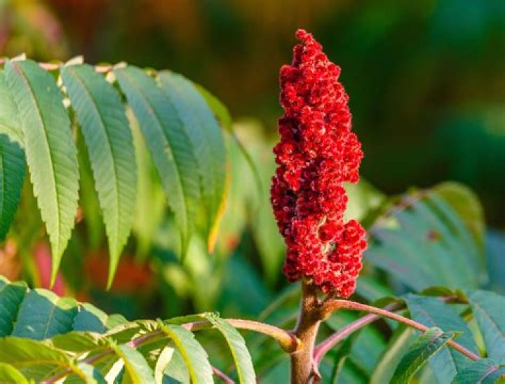 Does sumac grow in Texas