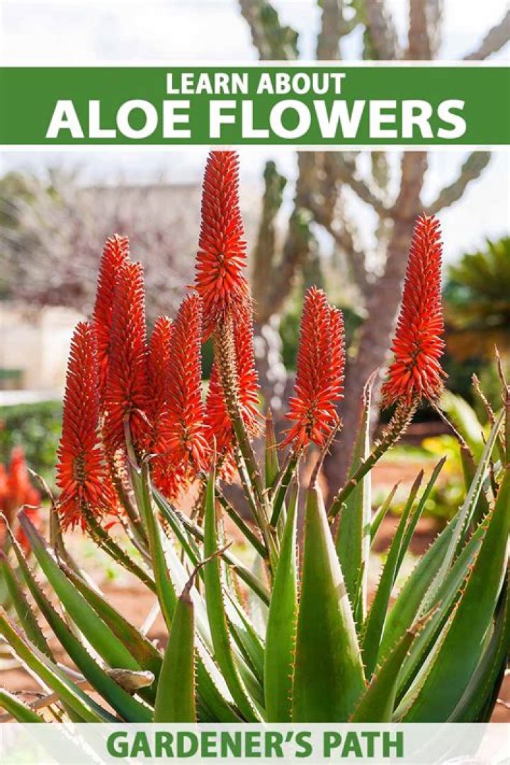 Does the aloe vera plant bloom