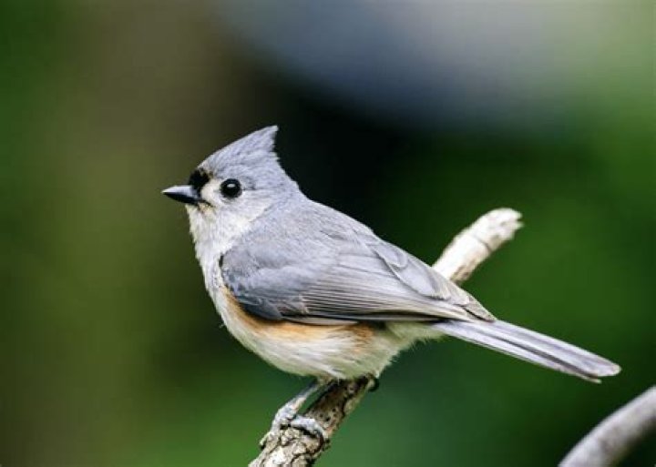 Does the tufted titmouse migrate