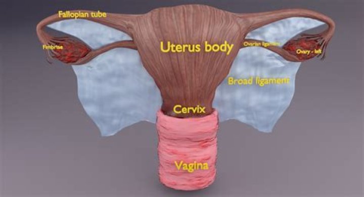 Does the uterus have muscles