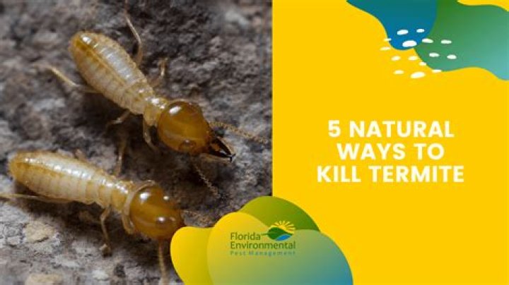 Does used motor oil kill termites