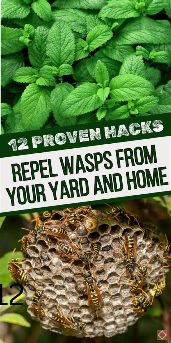 Does vinegar keep wasps away