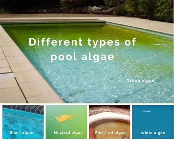 Does warm pool water cause algae