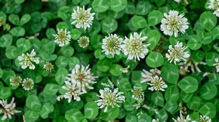 Does white clover fix nitrogen