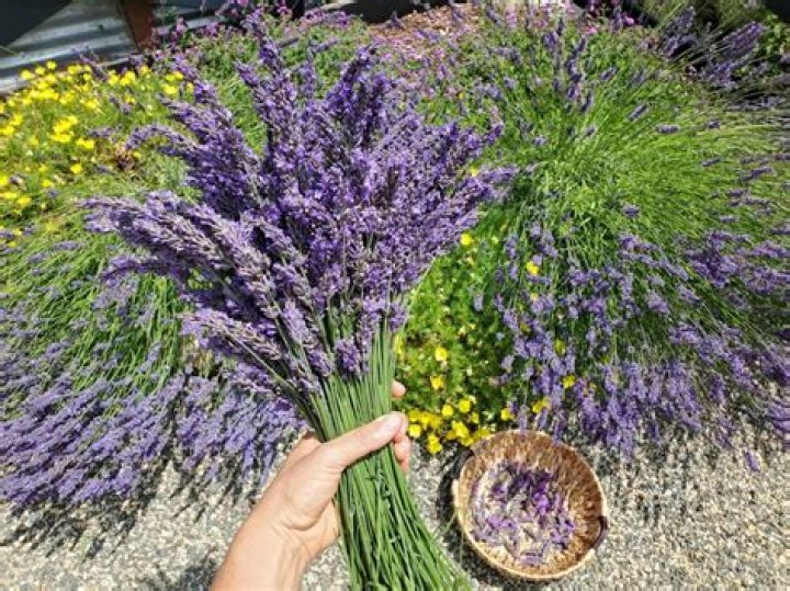 Does Whole Foods have fresh lavender
