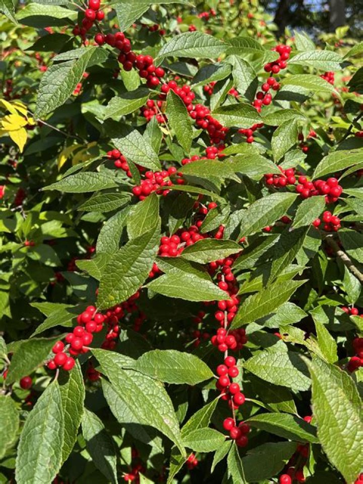 Does winterberry lose its leaves