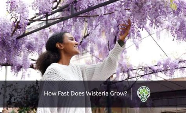 Does wisteria grow wild
