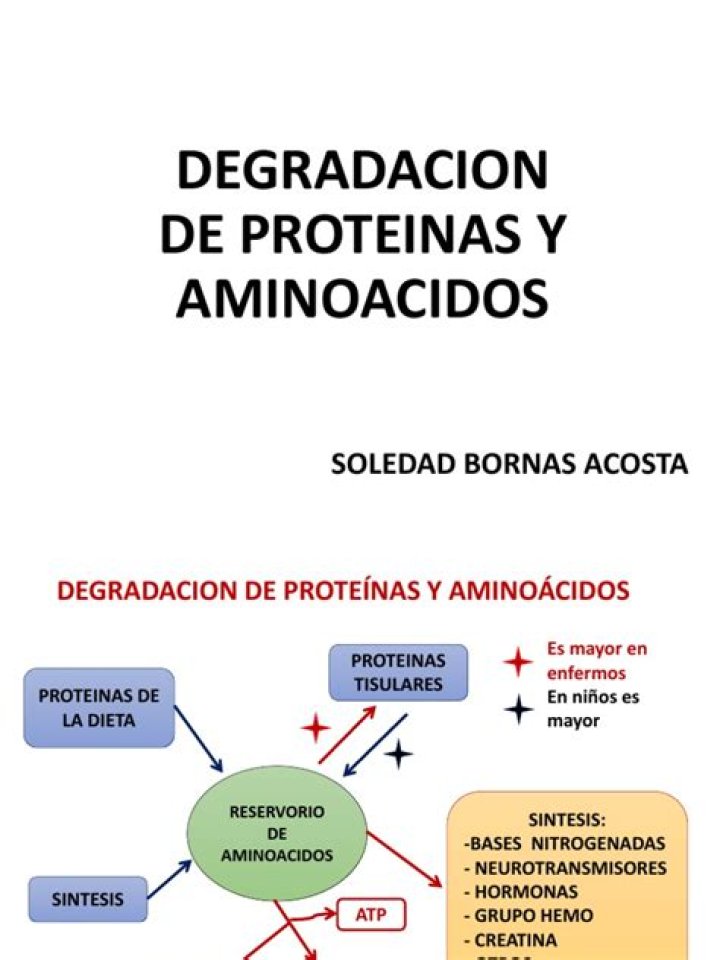 ¿Dónde comienza la degradación de las proteínas