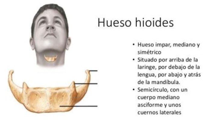 ¿Dónde se localiza el hueso hioides