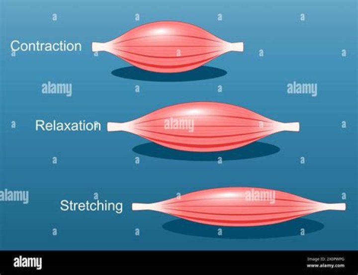 During which exercise does a muscle lengthen as it contracts