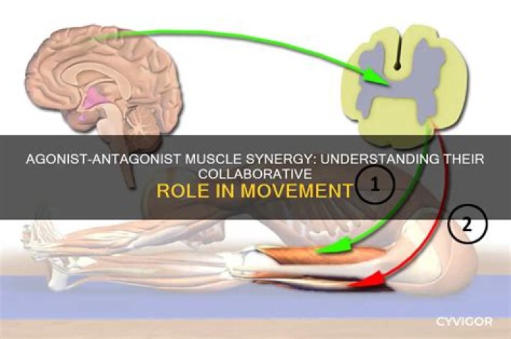 How agonist and antagonist muscles work together