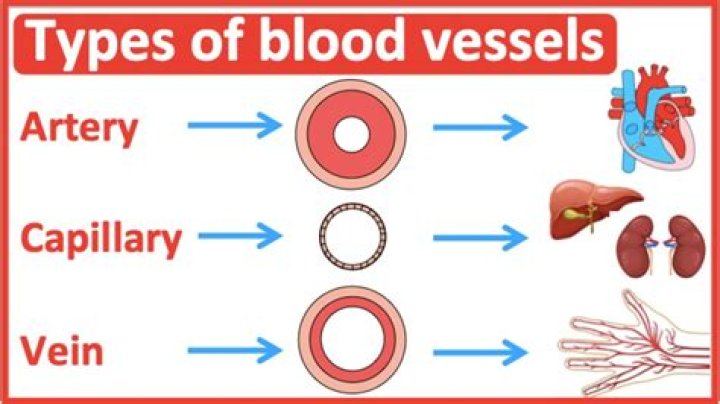 How are capillary specimens different from venous specimens