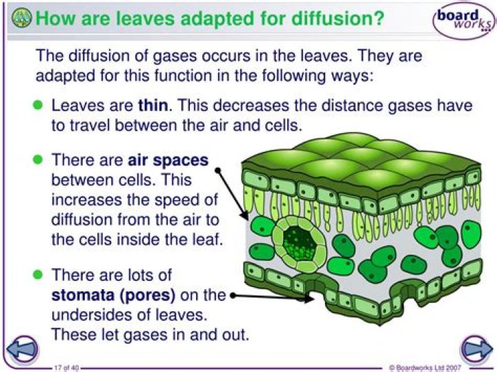 How are leaves adapted for diffusion