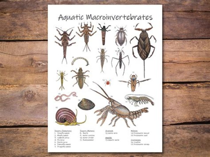 How are macroinvertebrates classified