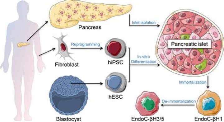 How are pancreatic proteases activated