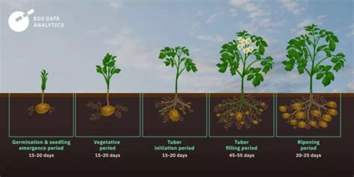How are potatoes cultivated