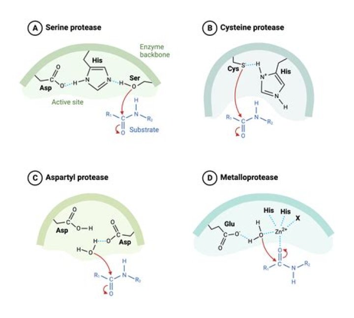 How are serine proteases activated
