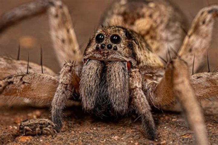 How are spiders and ants alike
