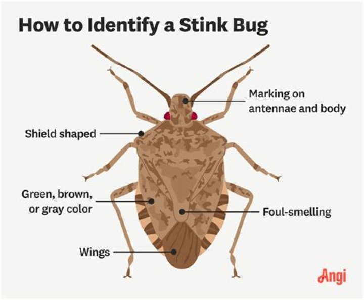 How are stink bugs getting into my house