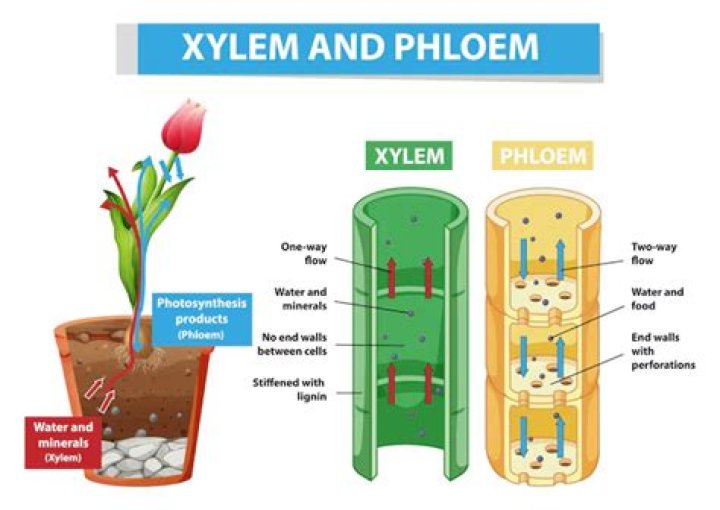 How are xylem and phloem arranged in celery