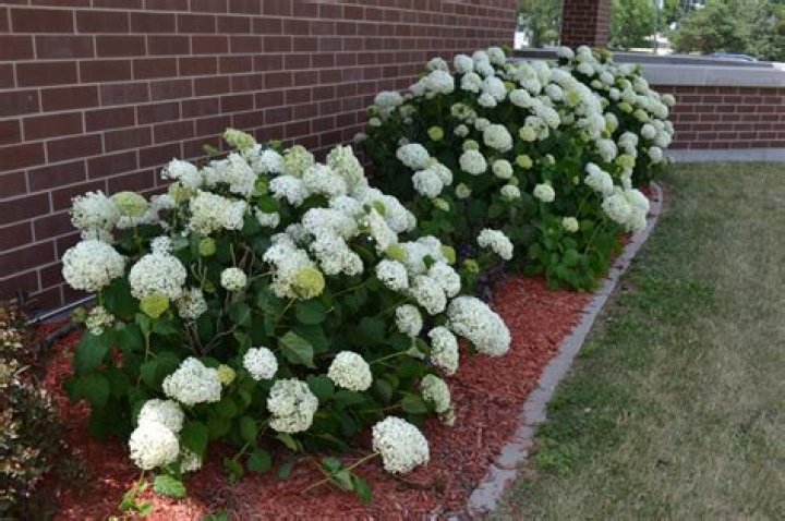 How big do Annabelle hydrangeas get
