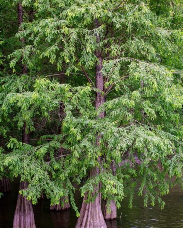 How big do Arizona cypress trees get