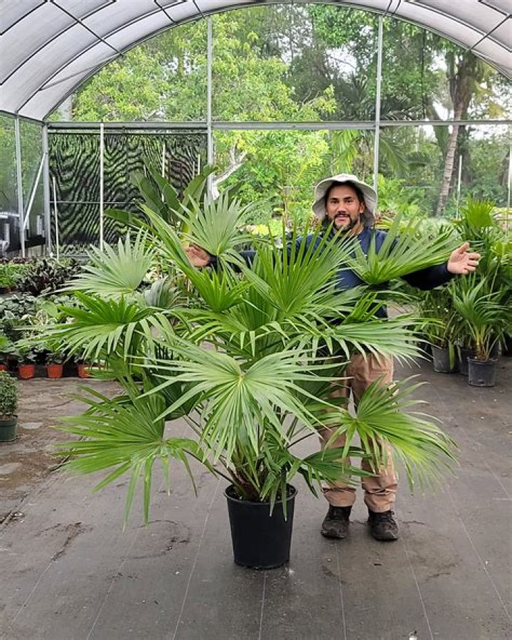 How big do Chinese fan palms get