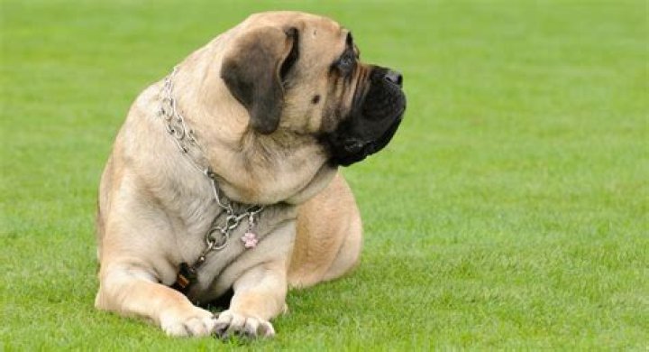 How big do English mastiffs get