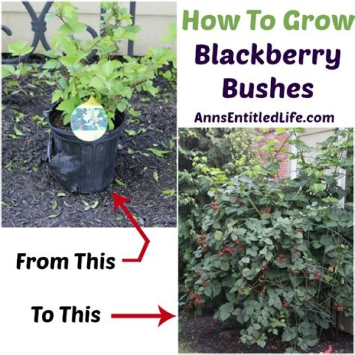 How big do loganberry bushes grow