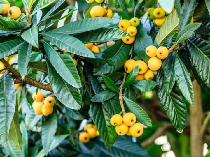 How big do loquats get