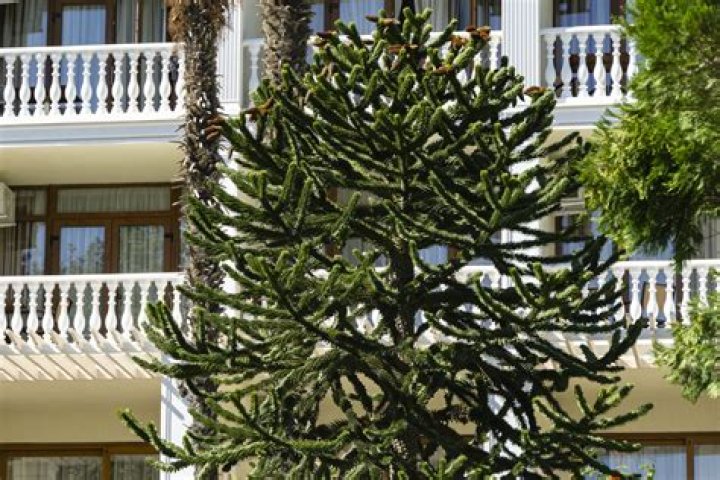 How big do Monkey Puzzle trees grow