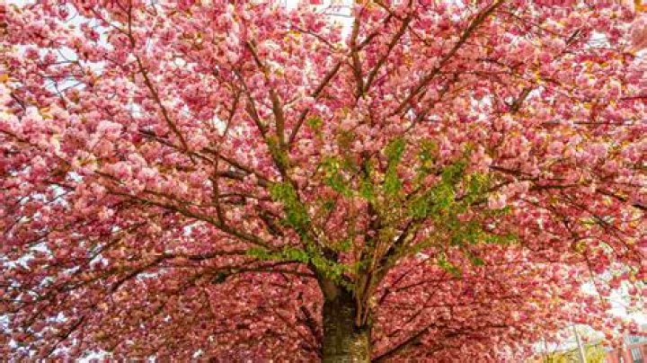 How big do Okame cherry trees grow