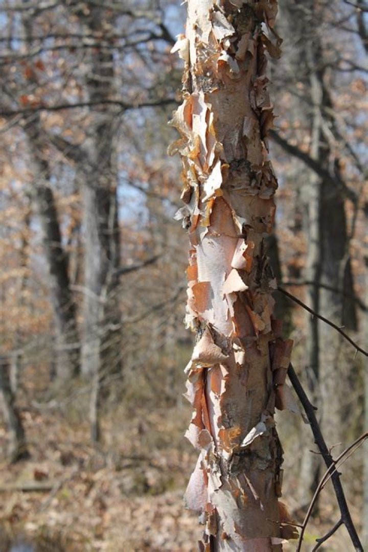 How big do river birch trees get