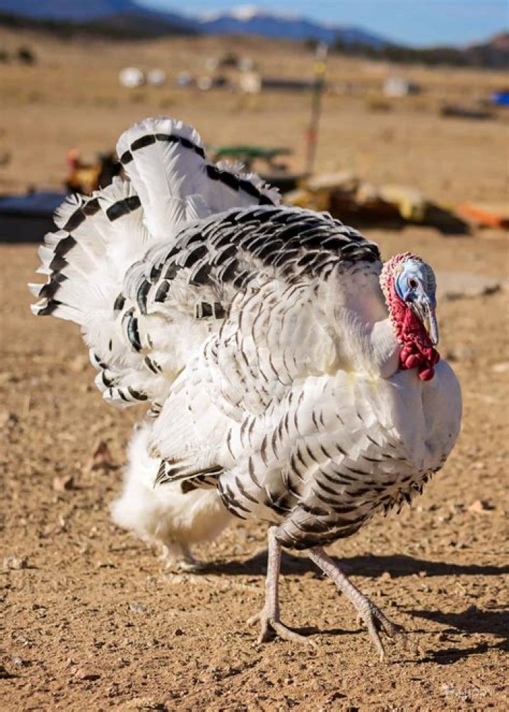 How big do Royal Palm turkeys get