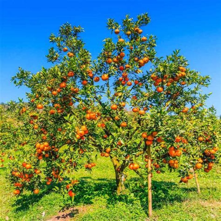 How big do Valencia orange trees get