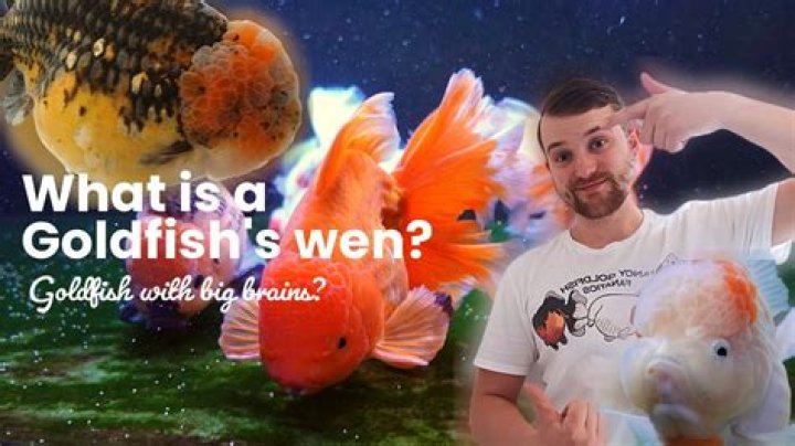 How big does a goldfish plant get