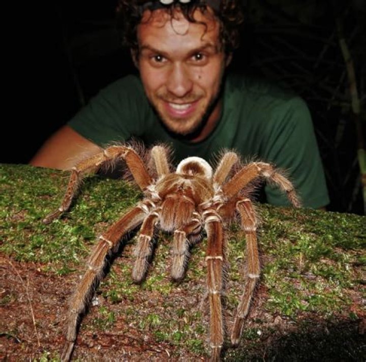 How big does a Goliath bird eater get