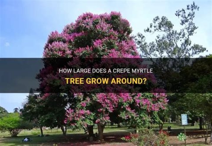 How big does a myrtle tree grow