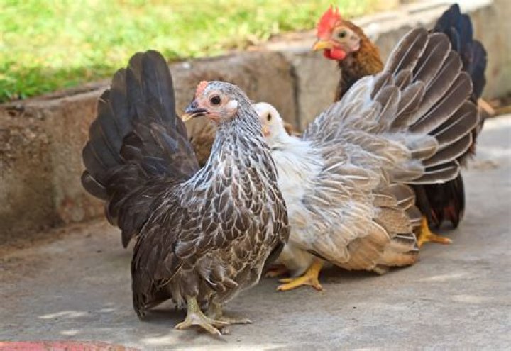 How big is a full grown bantam chicken